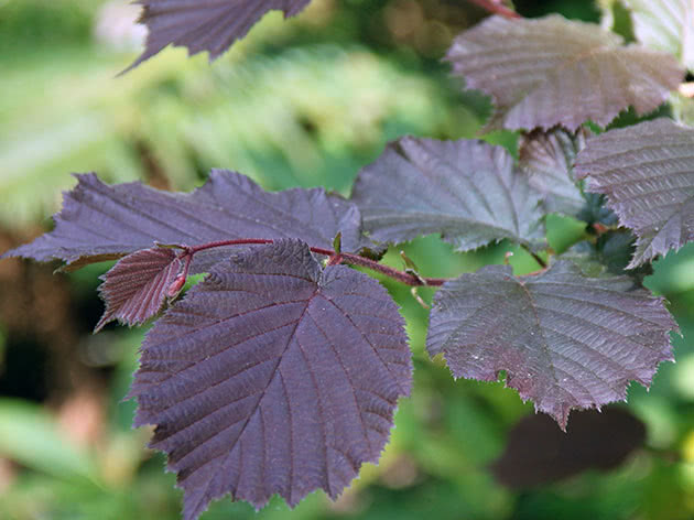 Лещина краснолистная (Corylus atropurpurea)