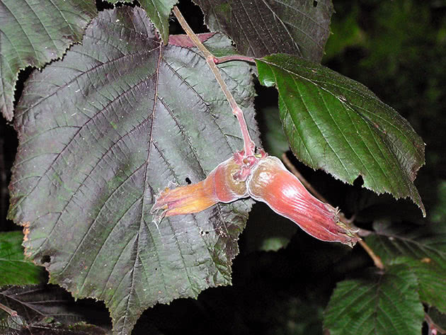 Лещина крупная (лат. Corylus maxima)