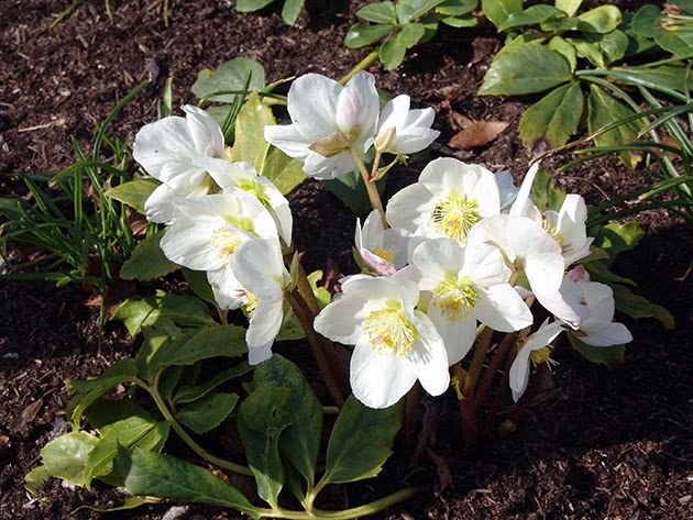 Морозник черный / Helleborus niger