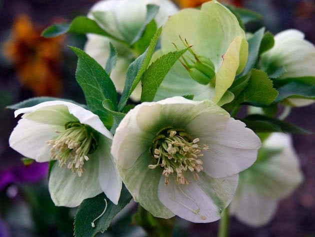 Морозник кавказский / Helleborus caucasicus