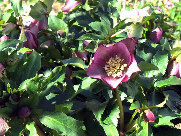 Морозник восточный / Helleborus orientalis