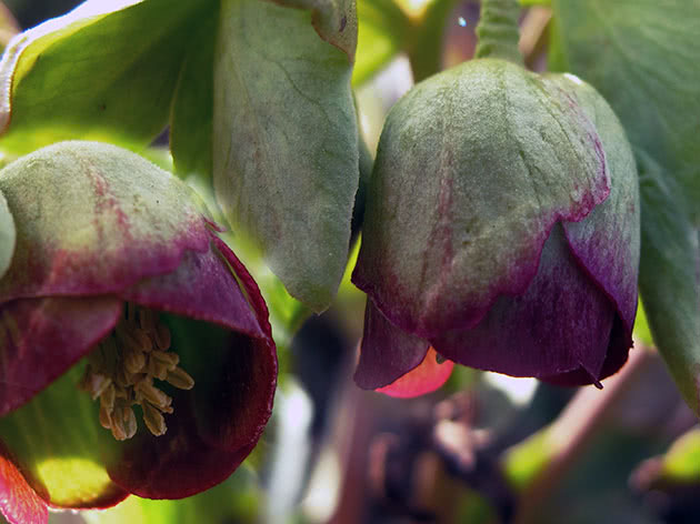 Морозник вонючий / Helleborus foetidus