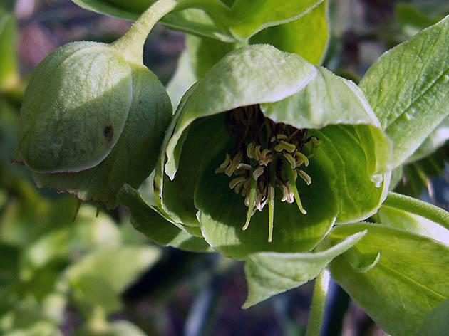 Морозник корсиканский / Helleborus argutifolius