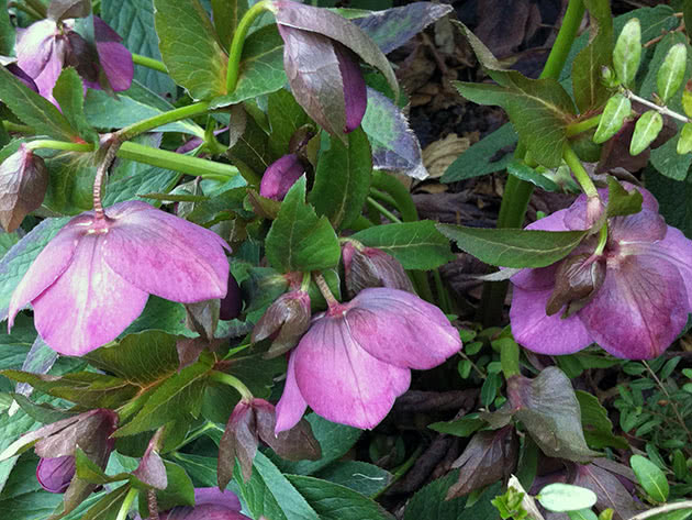 Морозник красноватый / Helleborus purpurascens