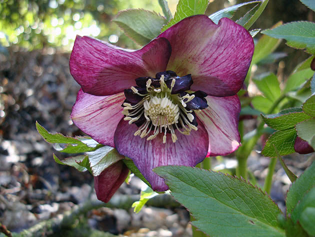 Морозник гибридный / Helleborus x hybridus