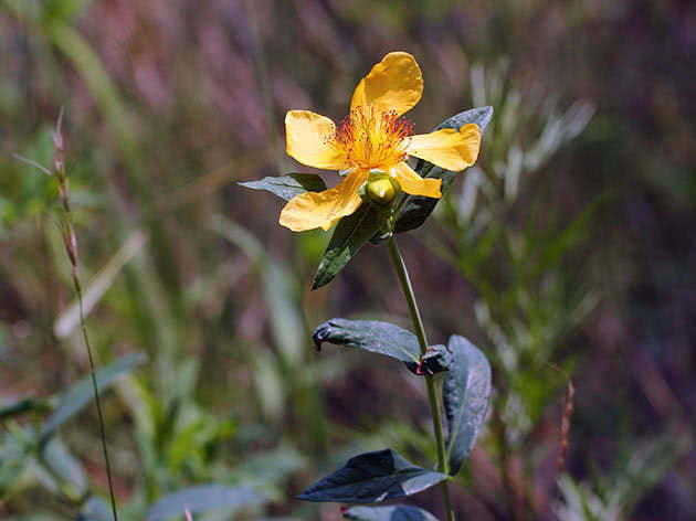 Зверобой большой (Hypericum ascyron)