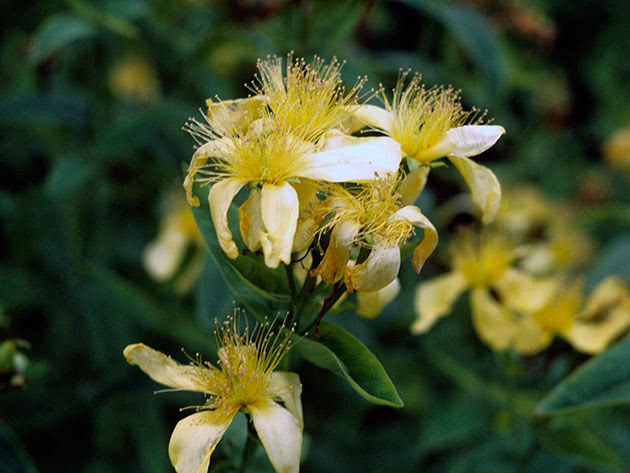 Зверобой Геблера (Hypericum gebleri)