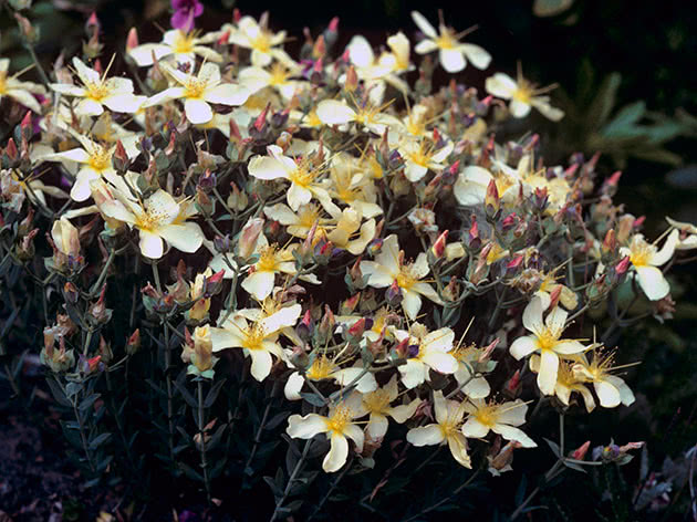 Зверобой олимпийский (Hypericum olimpicum)