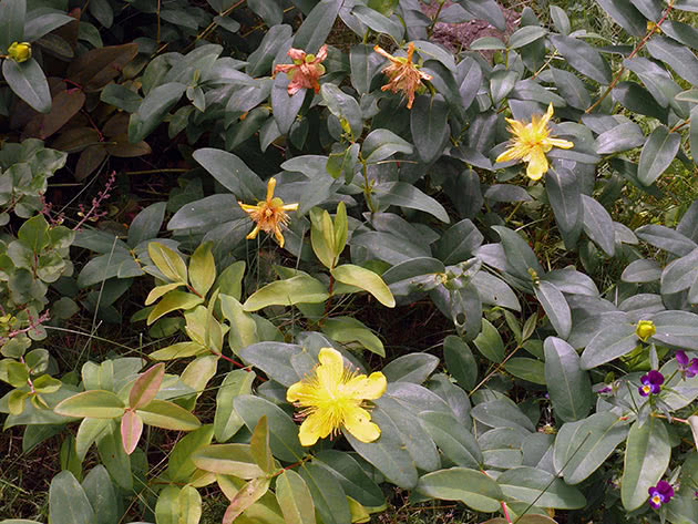 Зверобой чашечковидный (Hypericum calycinum)