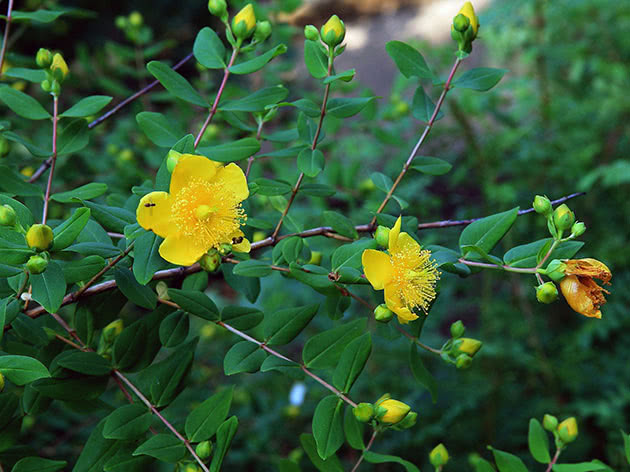 Зверобой раскидистый (Hypericum patulum)