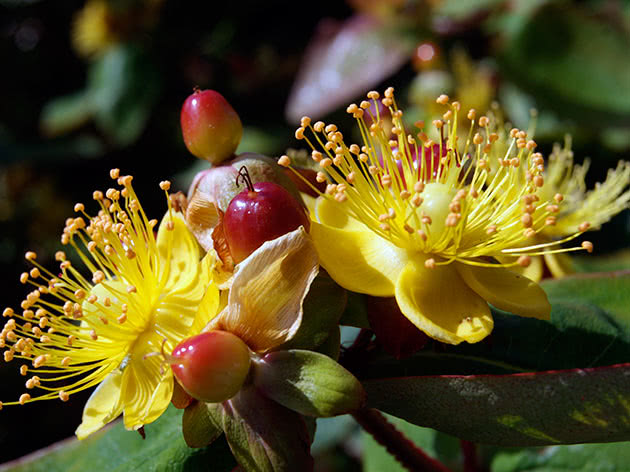 Зверобой двубратственный (Hypericum androsaemum)