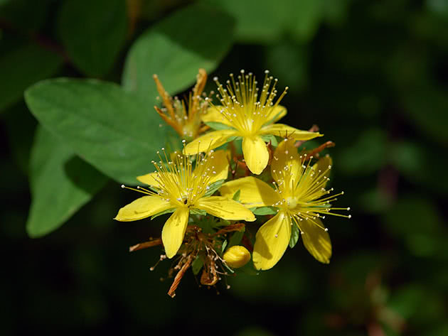 Зверобой непахнущий (Hypericum x inodorum)