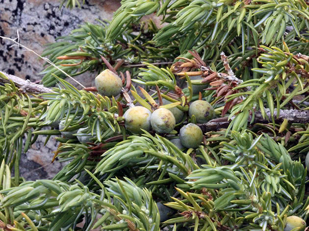Можжевельник обыкновенный / Juniperus communis