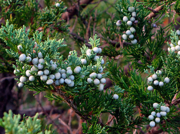Можжевельник виргинский / Juniperus virginiana
