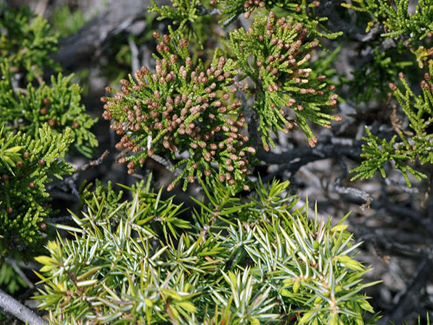 Можжевельник казацкий / Juniperus sabina