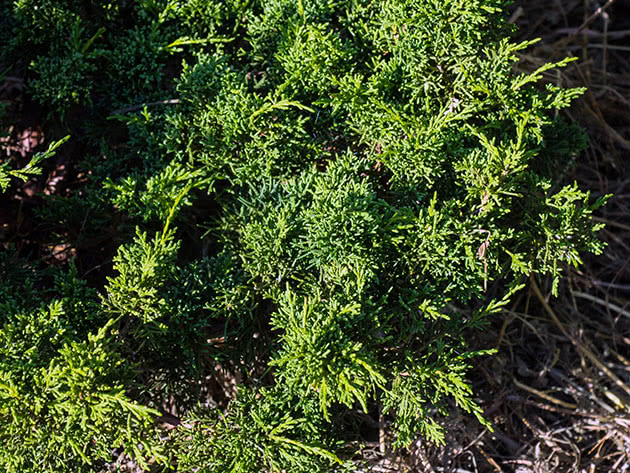 Можжевельник китайский / Juniperus chinensis
