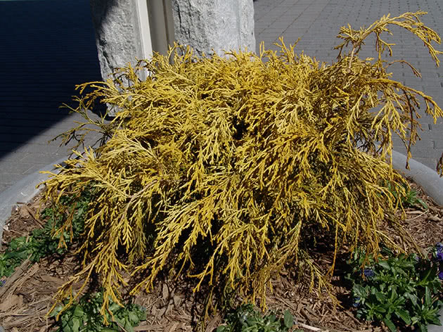 Кипарисовик горохоплодный / Chamaecyparis pisifera