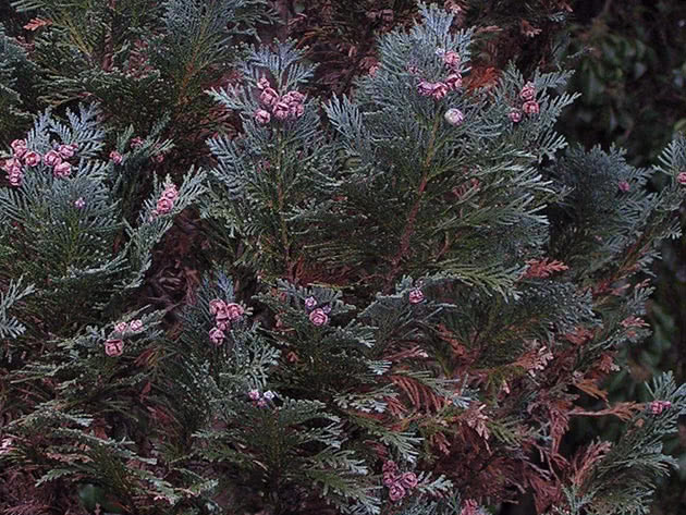 Кипарисовик Лавсона / Chamaecyparis lawsoniana