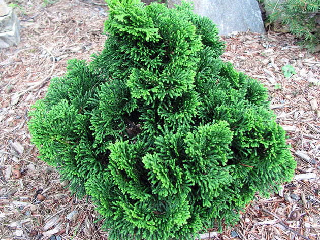 Кипарисовик тупой / Chamaecyparis obtusa