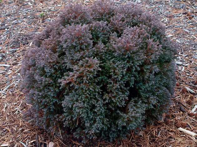 Кипарисовик туевидный / Chamaecyparis thyoides