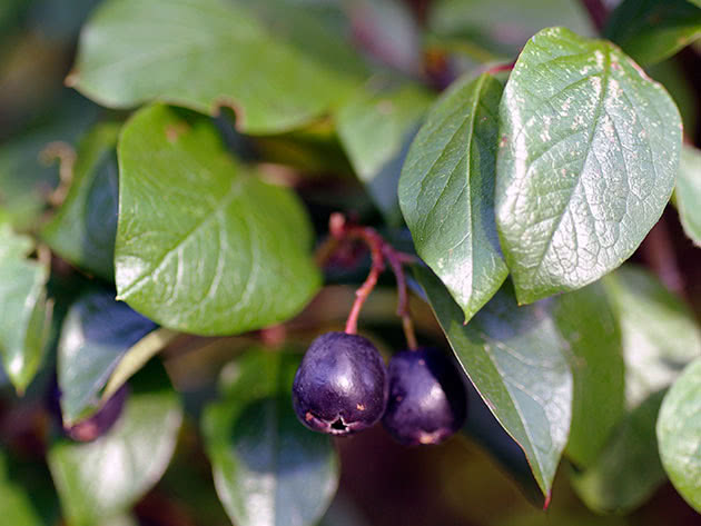Кизильник блестящий / Cotoneaster lucidus