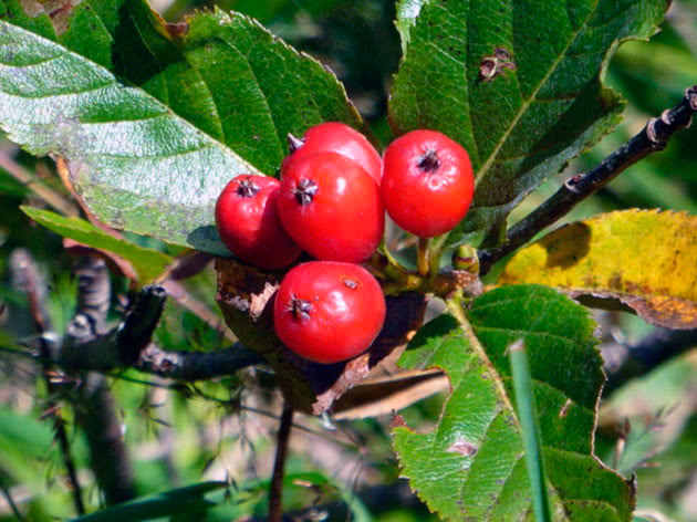 Кизильник цельнокрайний, или кизильник обыкновенный / Cotoneaster integerrimus