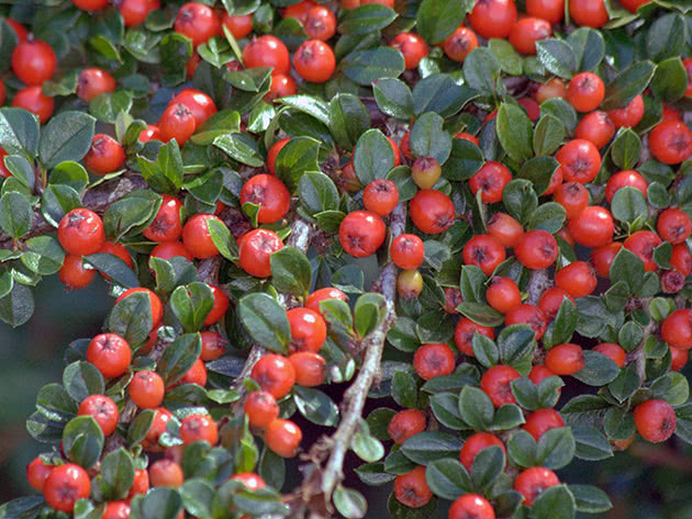 Кизильник горизонтальный / Cotoneaster horizontalis