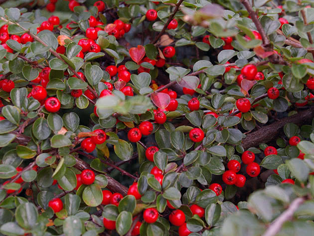 Кизильник Даммера / Cotoneaster dammeri