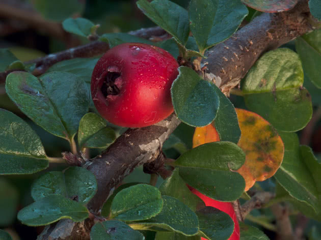 Кизильник прижатый / Cotoneaster adpressus