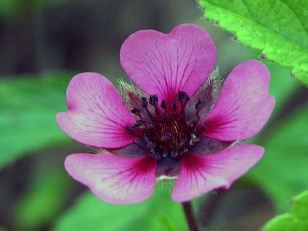Лапчатка непальская / Potentilla nepalensis