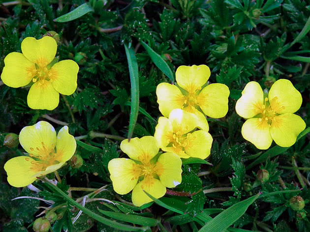 Лапчатка прямостоячая, или прямая, или калган / Potentilla erecta