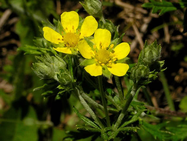 Лапчатка серебристая / Potentilla argentea