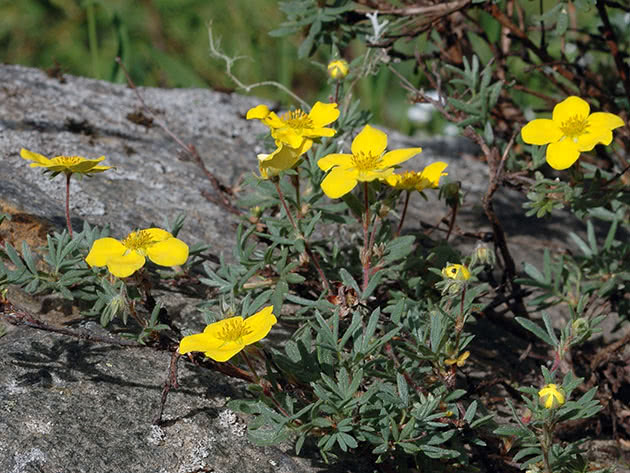 Пятилисточник кустарниковый / Pentaphylloides fruticosa