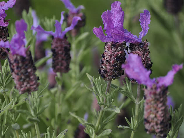 Лаванда французская (Lavandula stoechas)