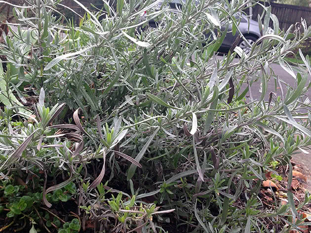 Лаванда гибридная (Lavandula x intermedia)