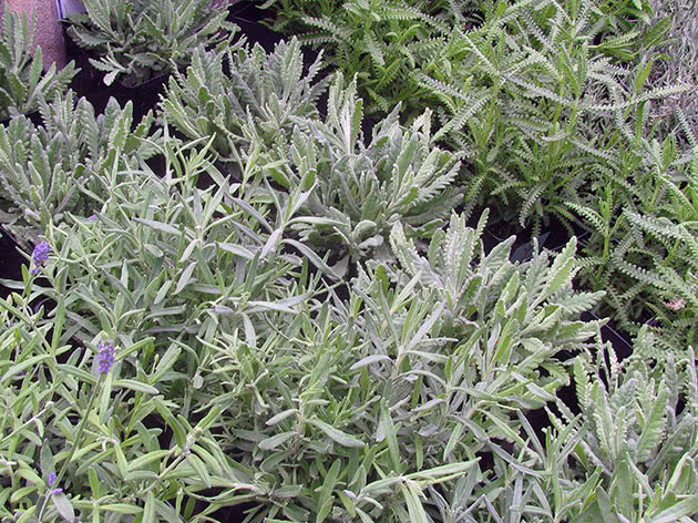 Лаванда зубчатая (Lavandula dentata)