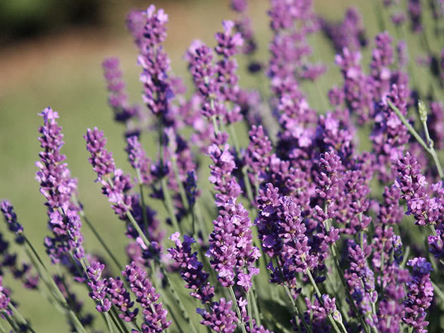 Лаванда узколистная (Lavandula angustifolia)