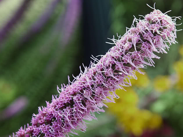 Лиатрис шероховатый / Liatris aspera