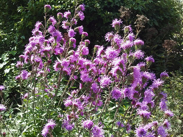Лиатрис пленчатый / Liatris scariosa