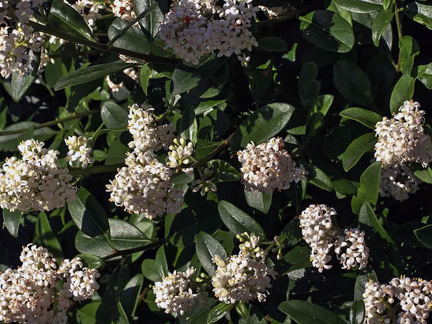 Бирючина обыкновенная / Ligustrum vulgare