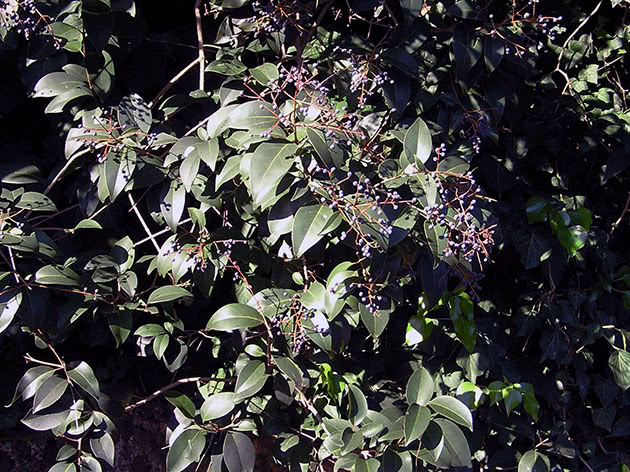 Бирючина блестящая / Ligustrum lucidum