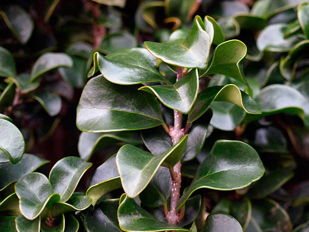 Бирючина японская / Ligustrum japonicum