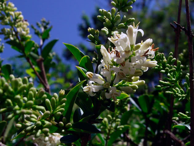 Бирючина овальнолистная / Ligustrum ovalifolium