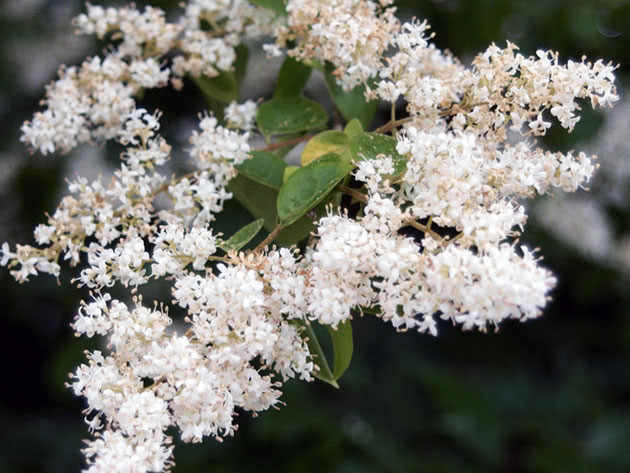 Бирючина Ибота / Ligustrum ibota