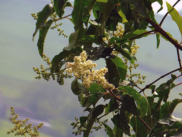 Бирючина плотная / Ligustrum compactum