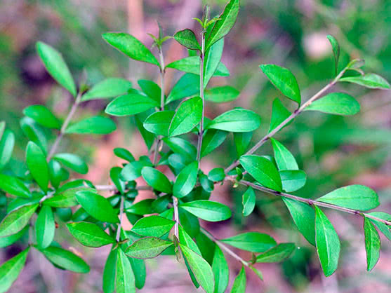 Бирючина Квихоу / Ligustrum quihoui