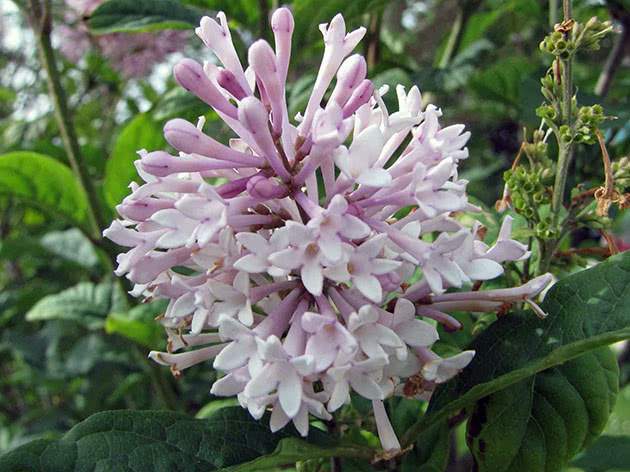 Сирень венгерская (Syringa josikaea)