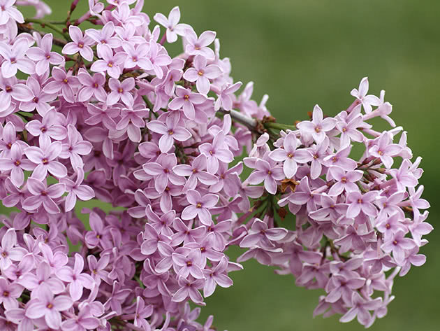 Сирень персидская (Syringa x persica)