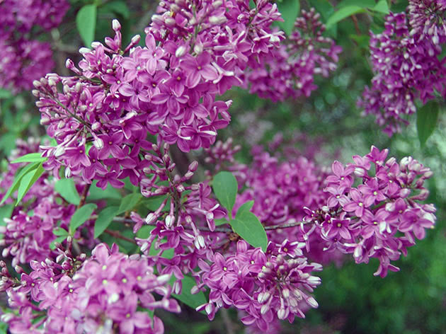 Сирень китайская (Syringa x chinensis)