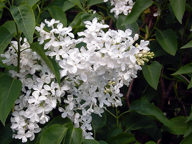 Сирень гиацинтовая (Syringa x hyacinthiflora)